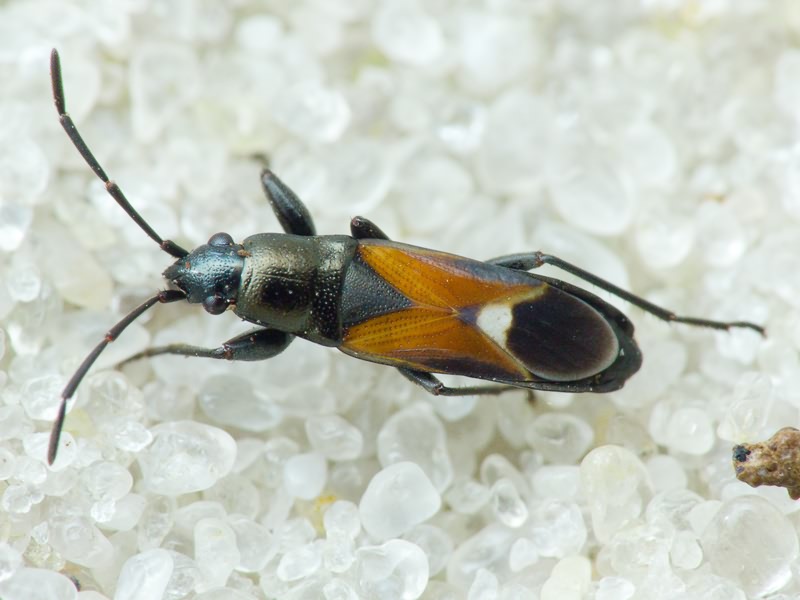 Pterotmetus staphyliniformis (Schilling, 1829)